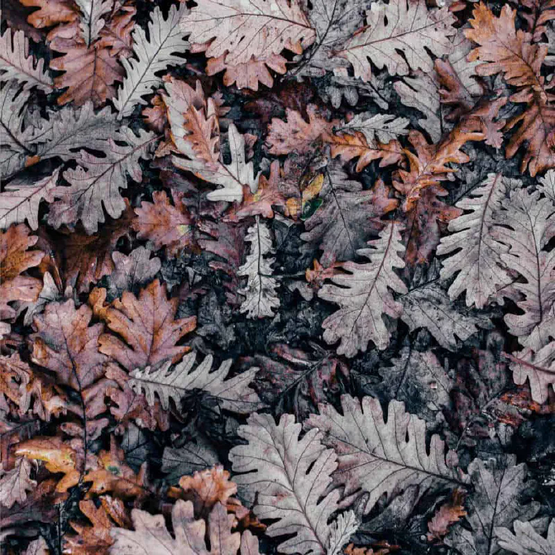 Wither away slowly featured image