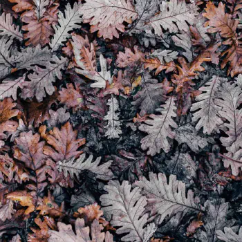 Wither away slowly | Image